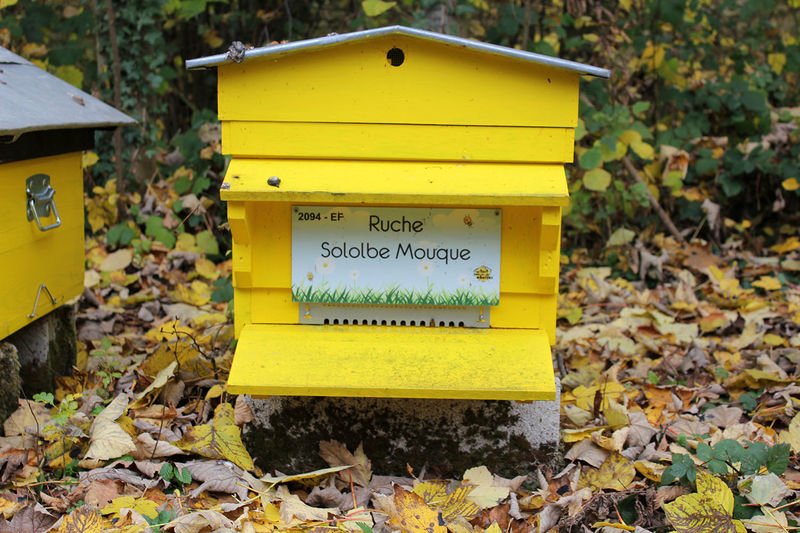 La ruche Sololbe Mouque